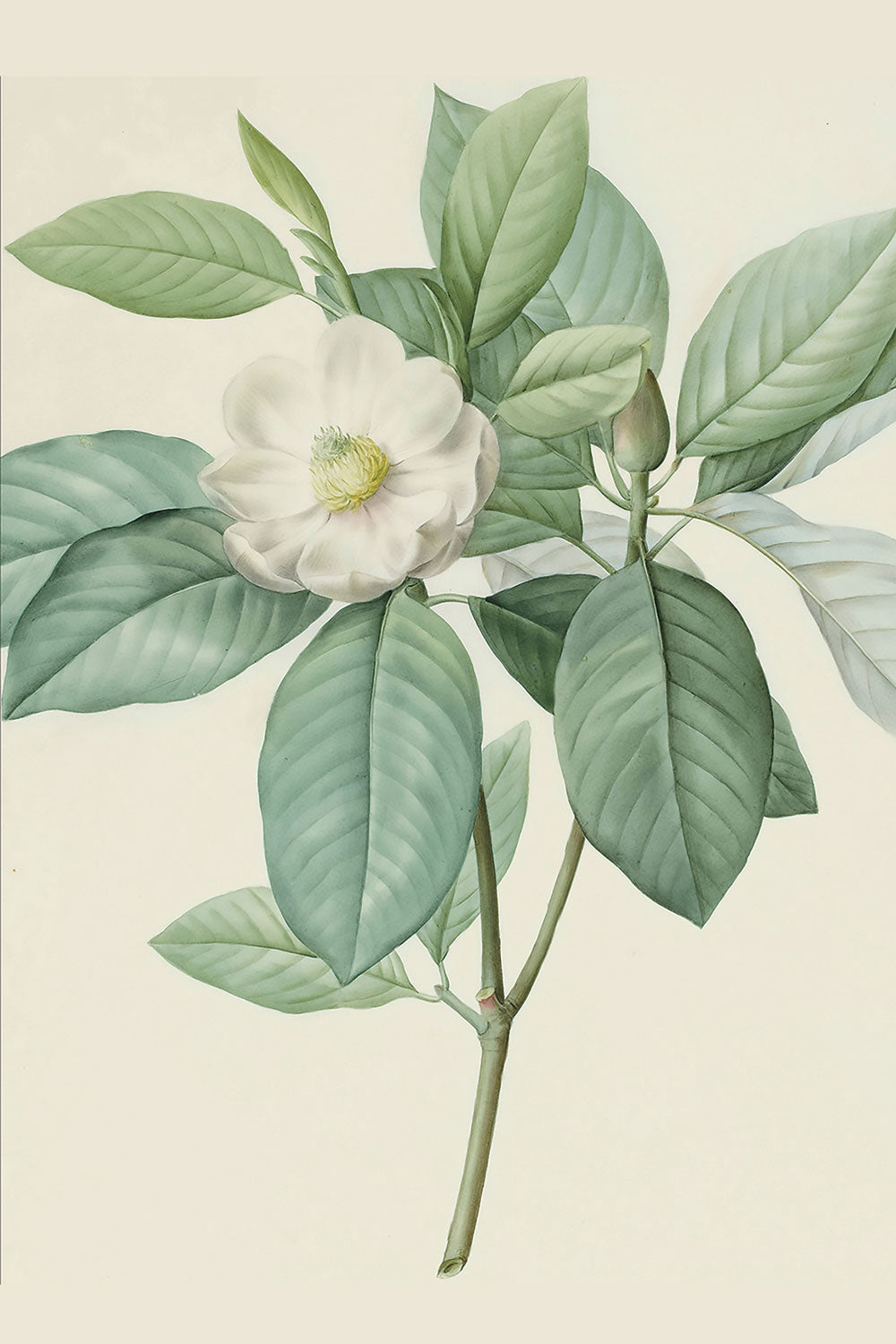 Magnolia Glauca