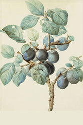 Plum-Tree Bearing Fruit With A Wasp Drinking Water On A Leaf