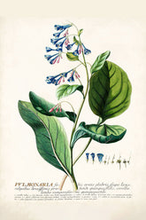 Pulmonaria Or Lungworts