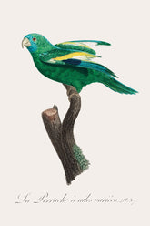 Canary Winged Parakeet Bird