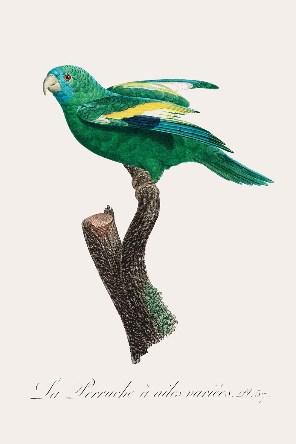 Canary Winged Parakeet Bird