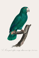 Cuban Parrot Bird