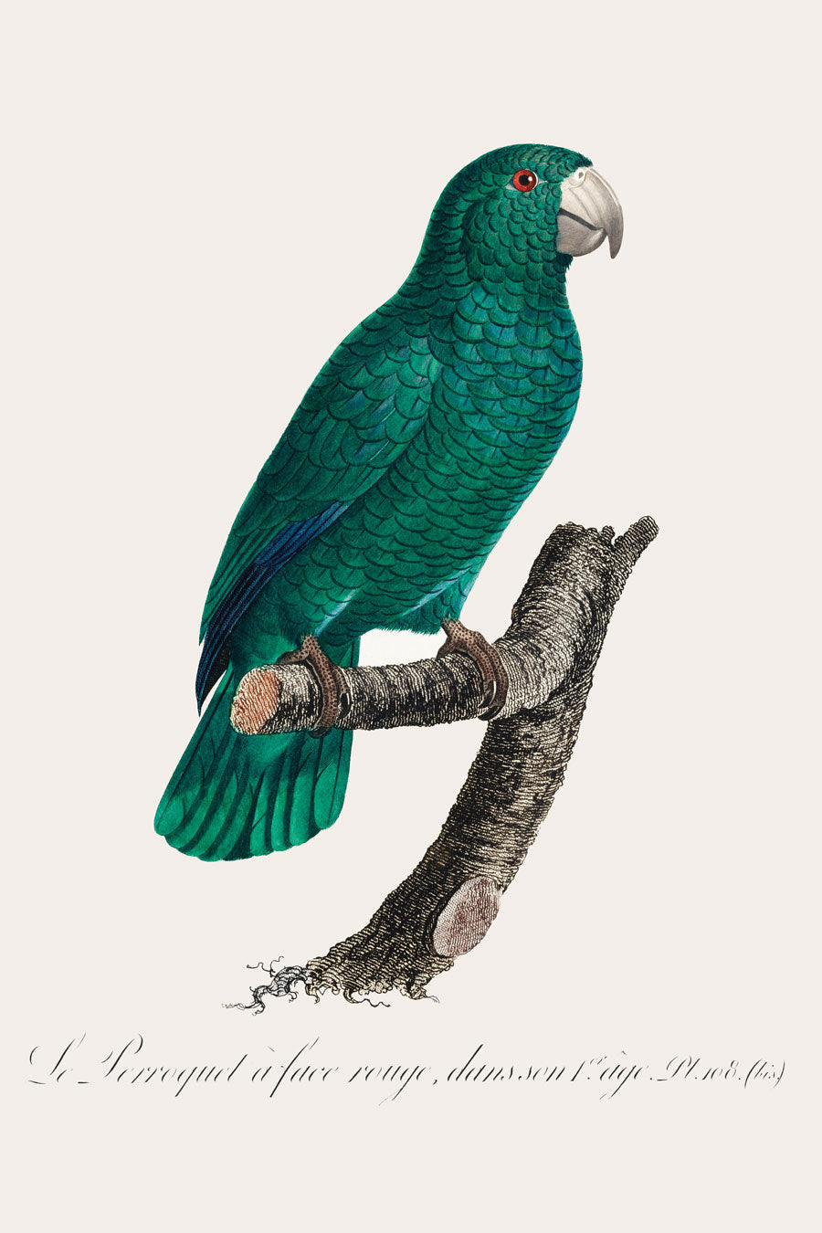 Cuban Parrot Bird