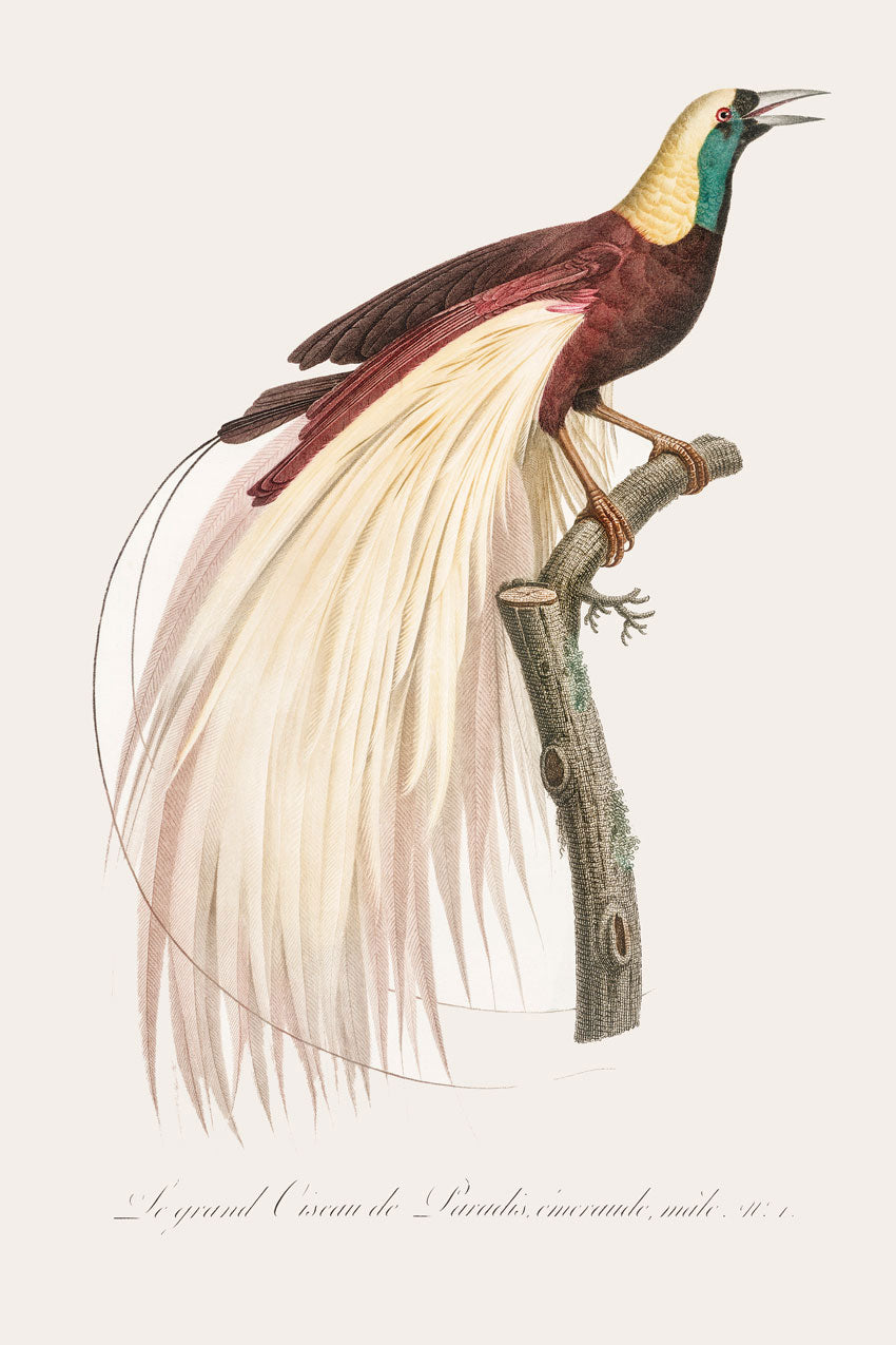 Emperor bird of paradise