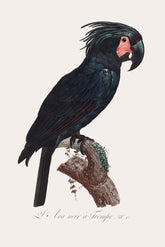 Goliath Cockatoo Bird