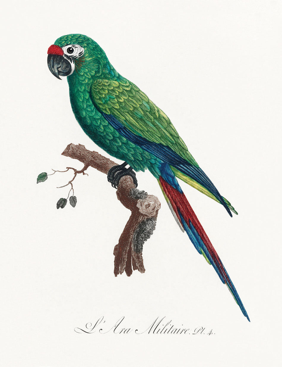 Military Macaw Bird