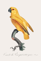 Rare Yellow Senegal Parrot Bird