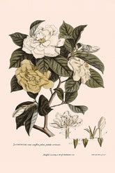 Jasmine (Jasminum) Engraving