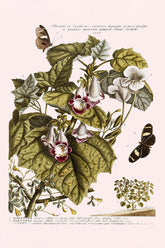 Martynia Annua Plant