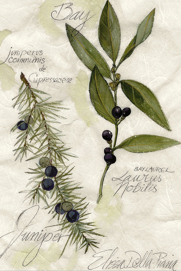 Bay Leaf And Juniper