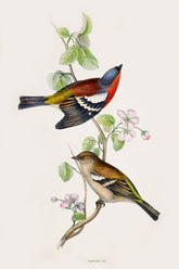 Gould Birds Europe