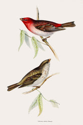 Gould Birds Europe