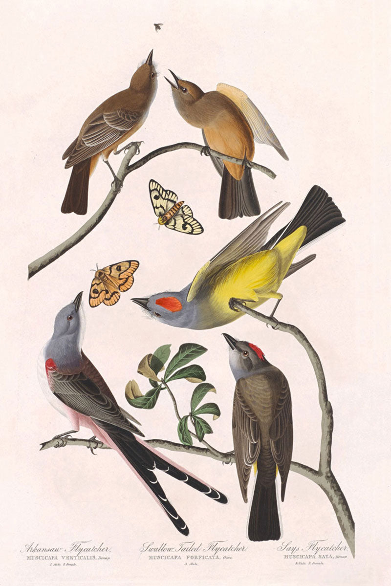 Arkansaw Flycatcher, Swallow Tailed Flycatcher And Says Flycatcher Birds