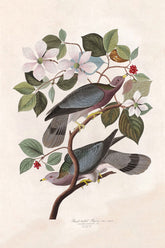 Band Tailed Pigeon Bird