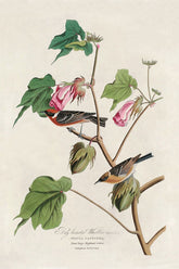 Bay-breasted Warbler Bird