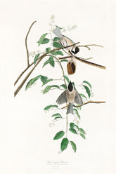 Black Capped Titmouse Bird