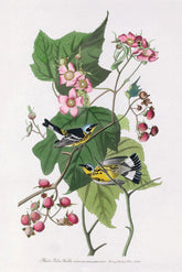 Black And Yellow Warbler