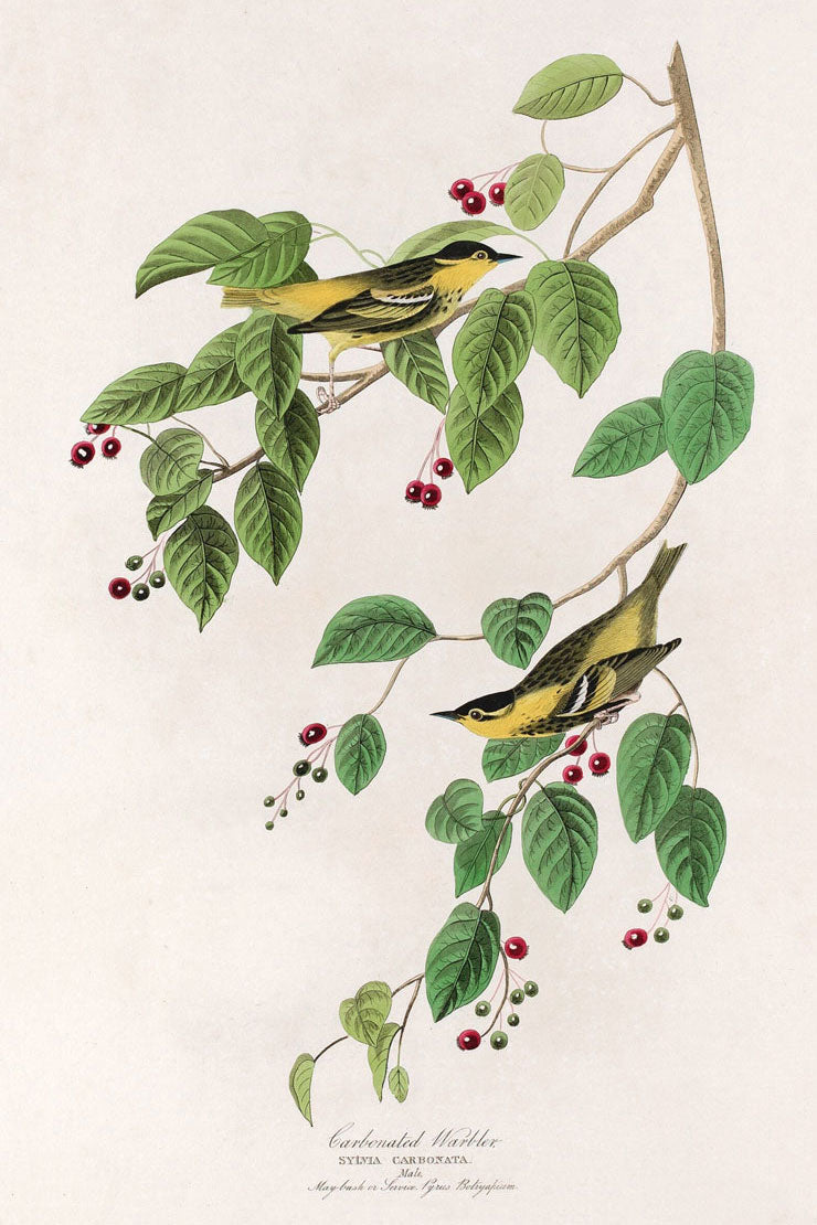 Carbonated Warbler Bird