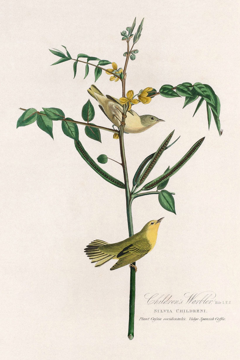 Children's Warbler Bird