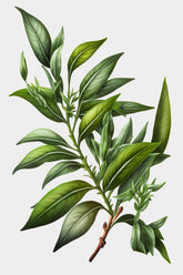 Tea green leaves