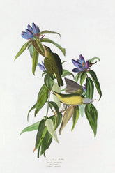 Connecticut Warbler Bird