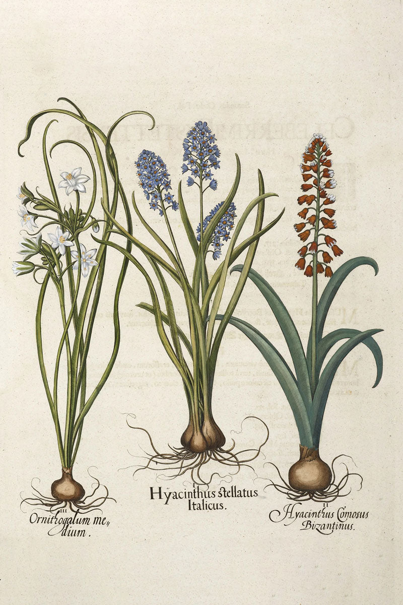 Hyacinthus stellatus Italicus