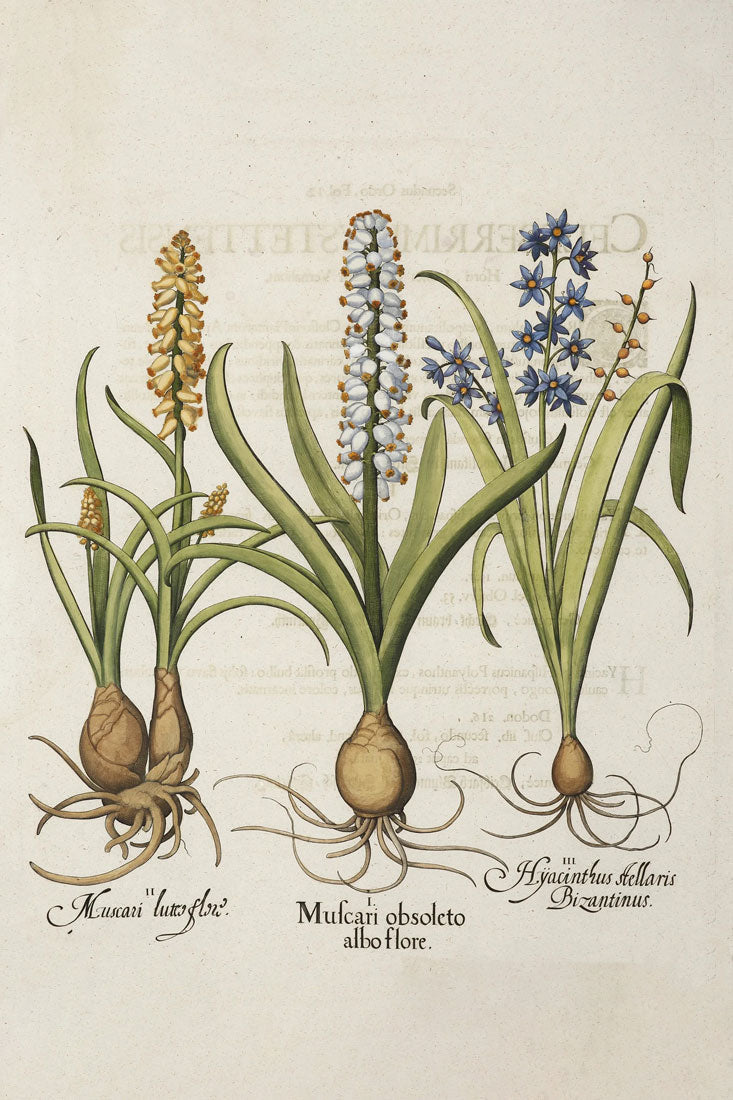 Muscari Obsoleto Alboflore Plant