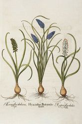 Hyacinthus Stellatus Ltalicus Plants