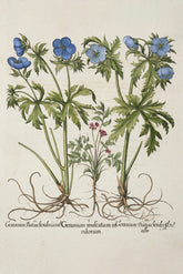 Variations of Geranium