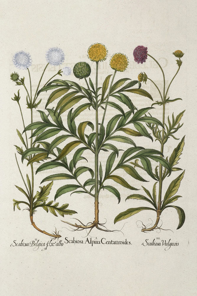 Scabiosa Alpina Centauroides