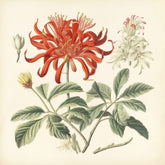 Honeysuckle Flower Painting