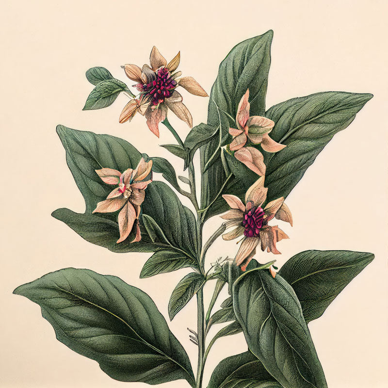 Atropa Belladonna Plant