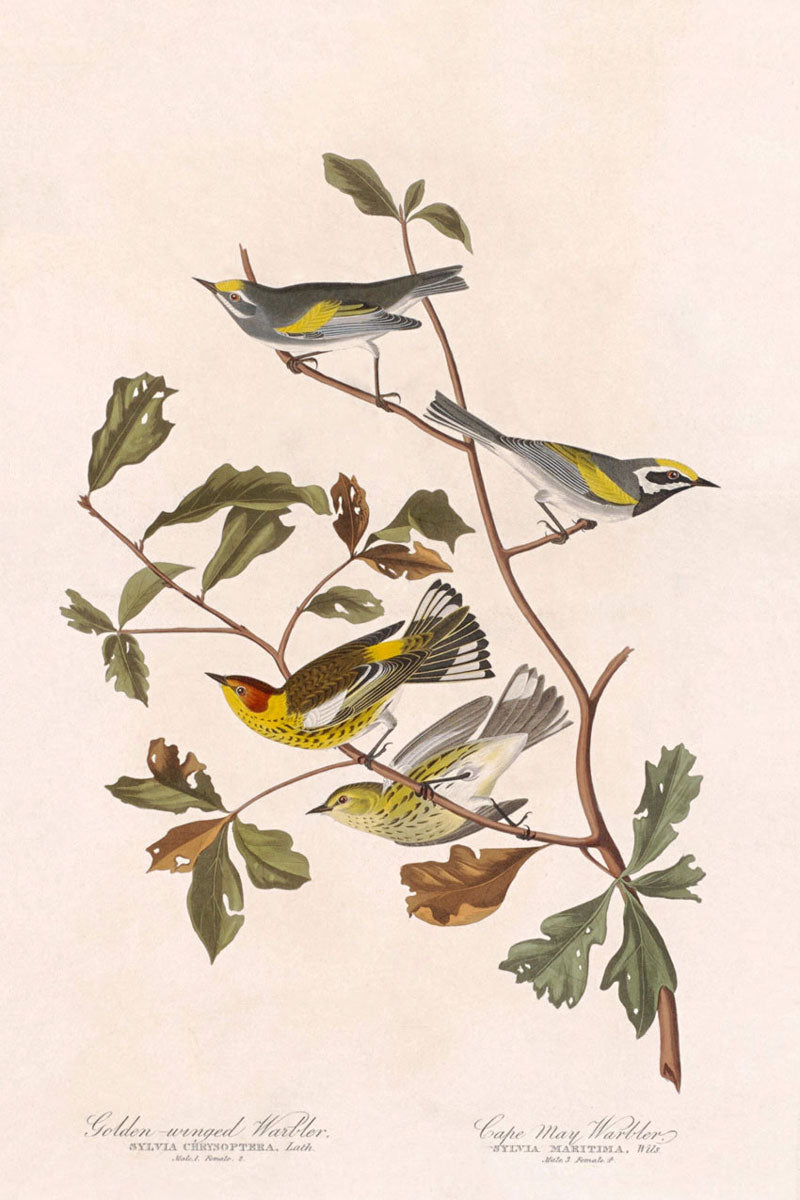 Golden Winged Warbler And Cape May Warbler Birds