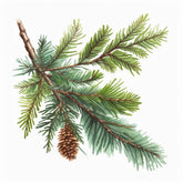 Spruce Branch