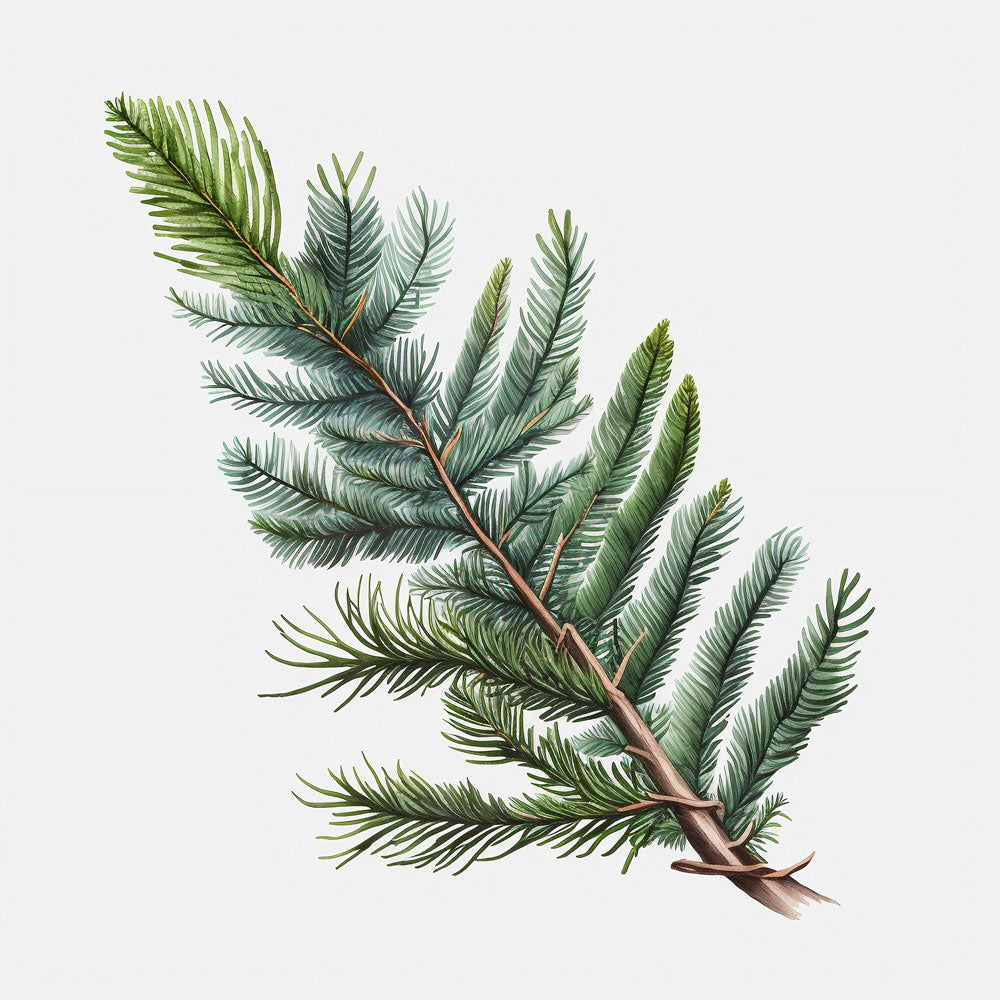 Spruce Branch