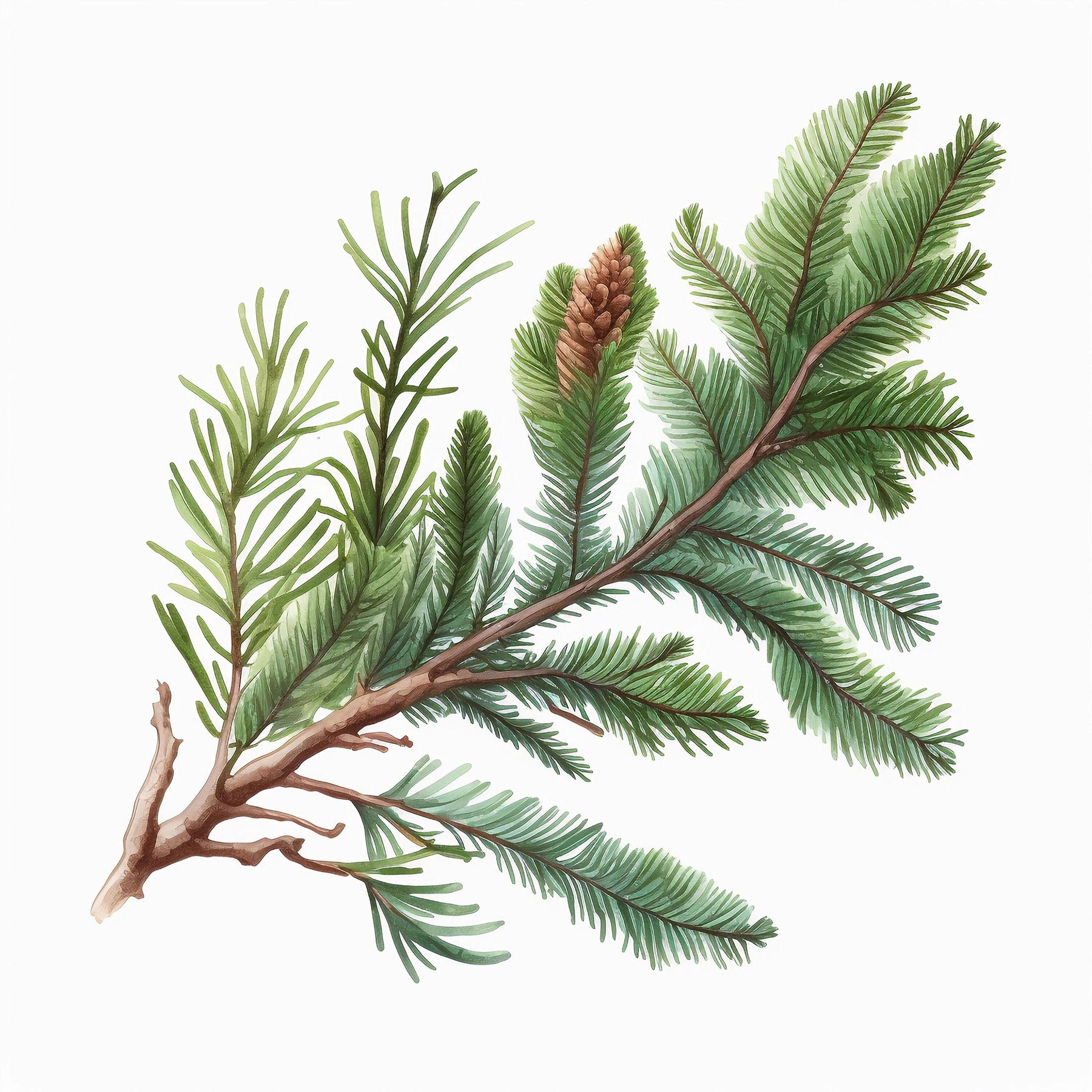 Spruce Branch