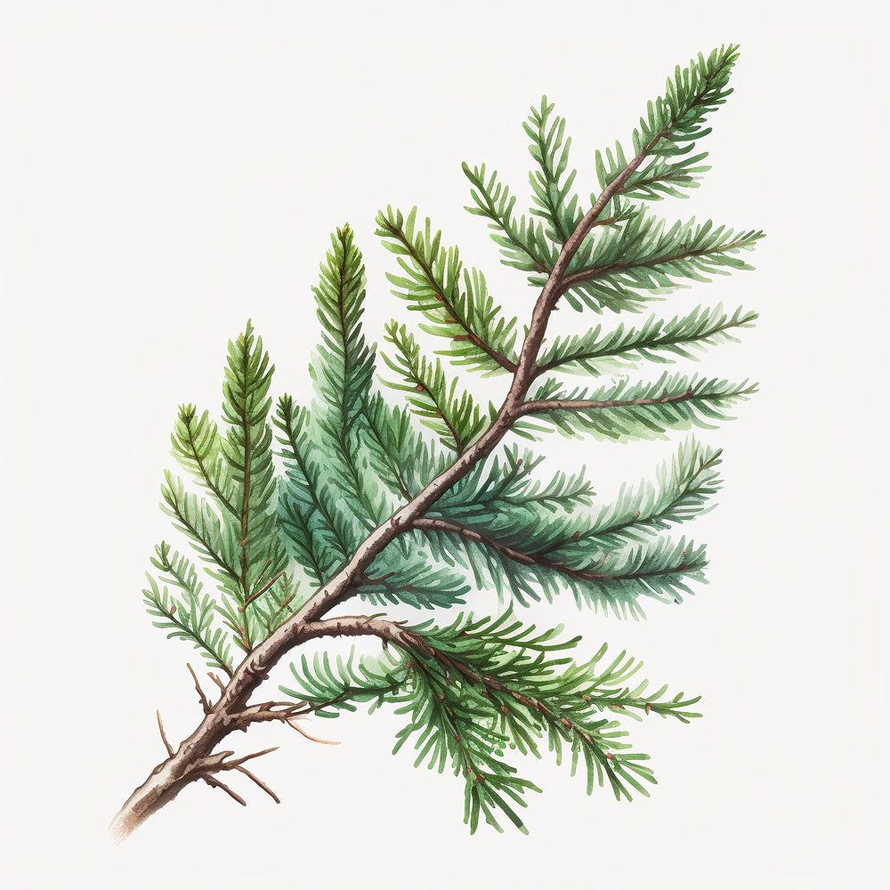 Spruce Branch