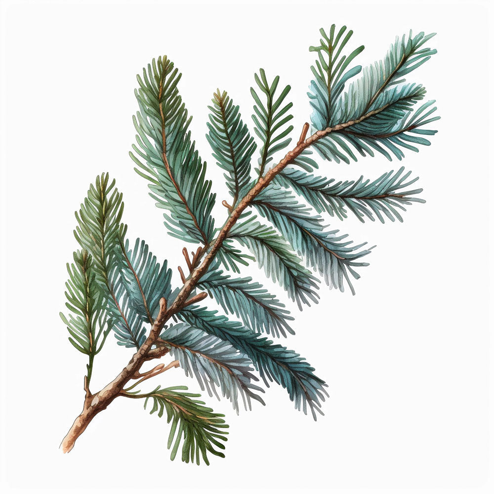 Spruce Branch