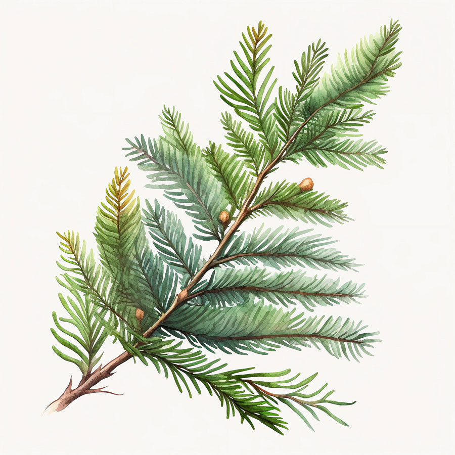 Spruce Branch