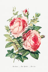 The Rose Plant