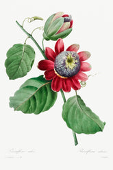 Passiflora alata