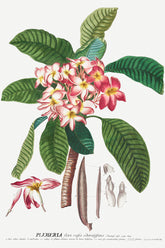 Plumeria botanical print