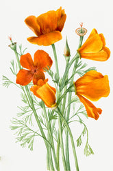 California Poppy