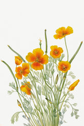 Mexican Poppy Plant