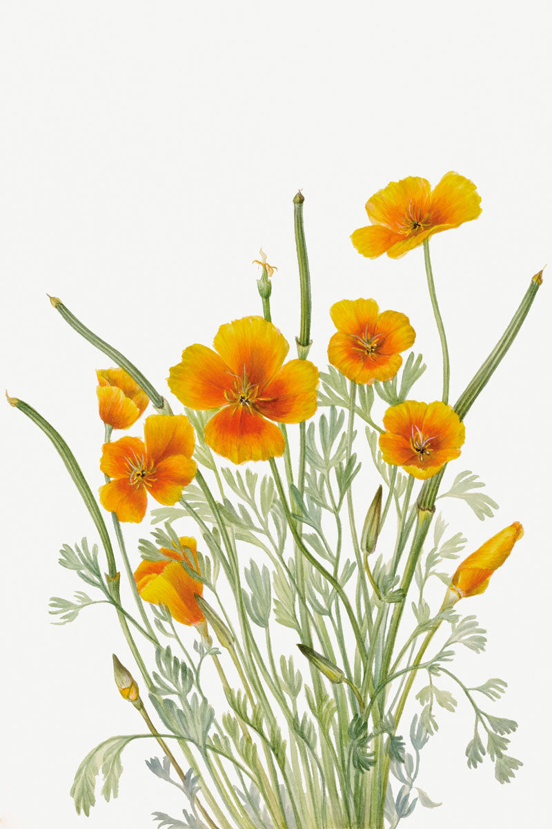 Mexican Poppy Plant