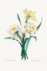 Wild Flowers - Double Daffodil