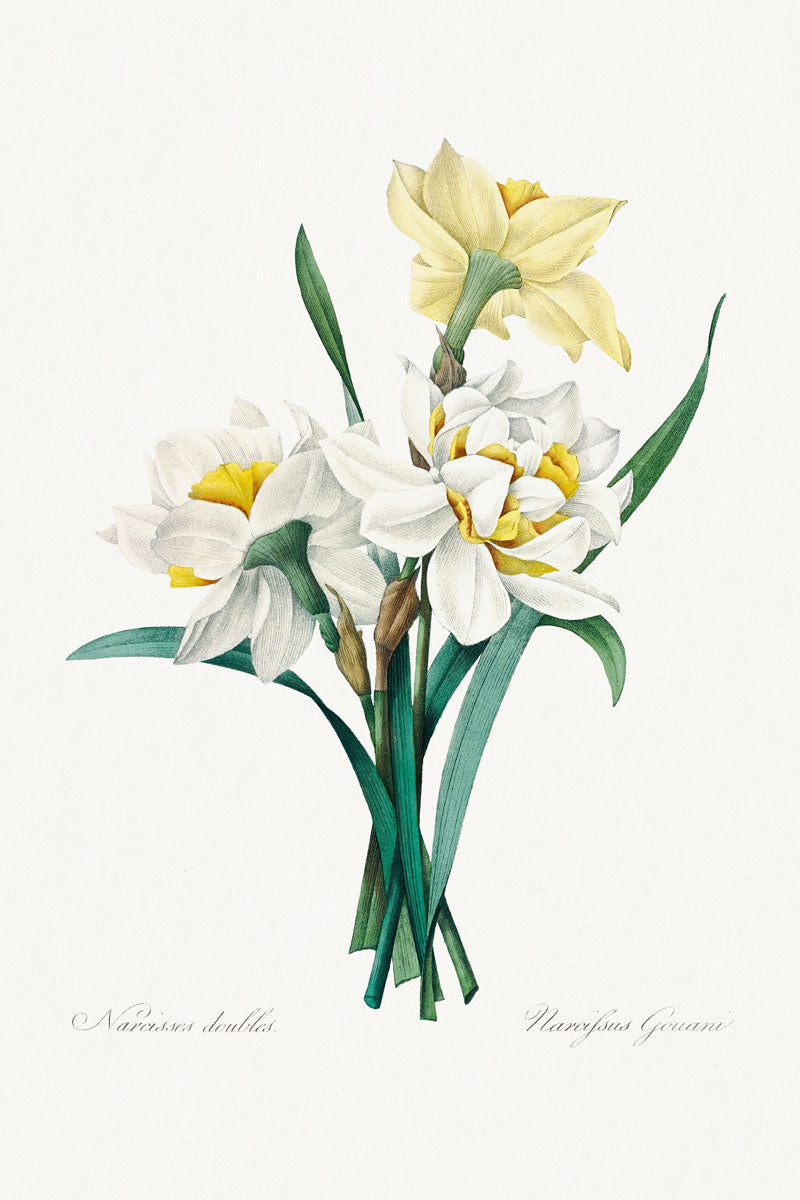 Wild Flowers - Double Daffodil