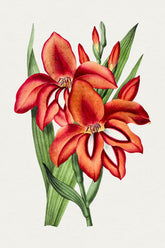 Gladiolus Flower