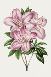 Pink Azalea Flower