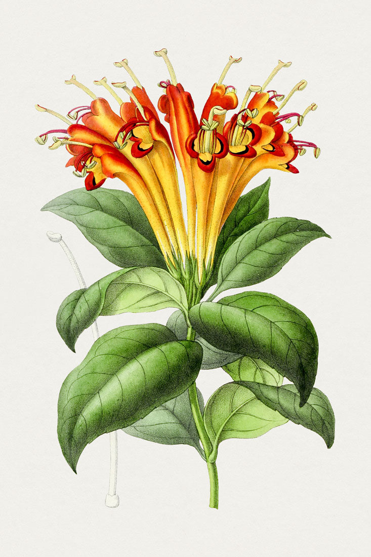 Honeysuckle Illustration